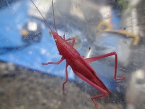 DSC00227 - コピー